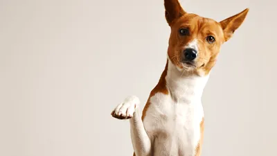 LIFE Un veterinar avertizează: schimbarea pe care o fac animalele de companie înainte să moară