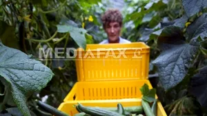 Fermierii germani nu vor ca sezonierii să beneficieze de salariul minim