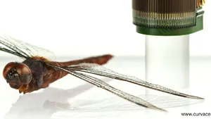 PREMIERĂ ştiinţifică: Cercetătorii au realizat ochi artificiali de insectă. Cum vor putea fi folosiţi - VIDEO