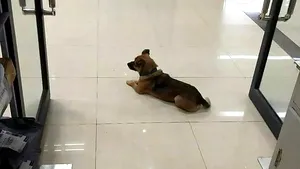 Credincios până după moarte: Un căţel şi-a aşteptat o lună stăpânul bolnav de Covid în faţa spitalului, fără să ştie că a murit