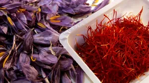 Şofranul - remediul natural împotriva obezităţii