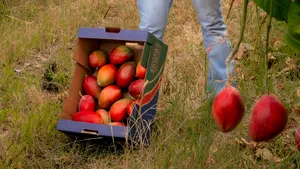Țara care este principalul furnizor de fructe și legume al Spaniei: importurile au depășit 710 milioane de euro