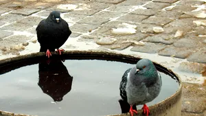 Agenţia pentru despărţiri - replică la agenţiile matrimoniale