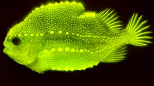 Enigmaticul peşte lump îşi schimbă culoarea pe măsură ce îmbătrâneşte. Ce au descoperit cercetătorii