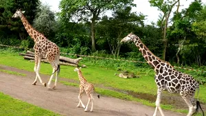 O grădină zoologică din Chile organizează o vânătoare de ouă de Paște cu recompense pentru animale