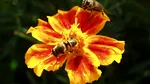 Studiu: Florile sălbatice din orașe – prea toxice pentru albine?