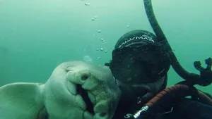 GALERIE FOTO Cel mai bun prieten al omului - un rechin