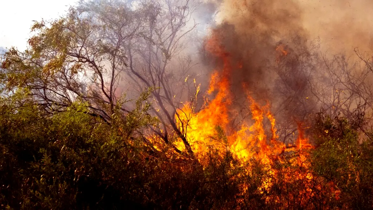 Incredibil. Un voluntar sosit să protejeze pădurile este acuzat că le-a incendiat. El a fost filmat în timp ce dădea foc