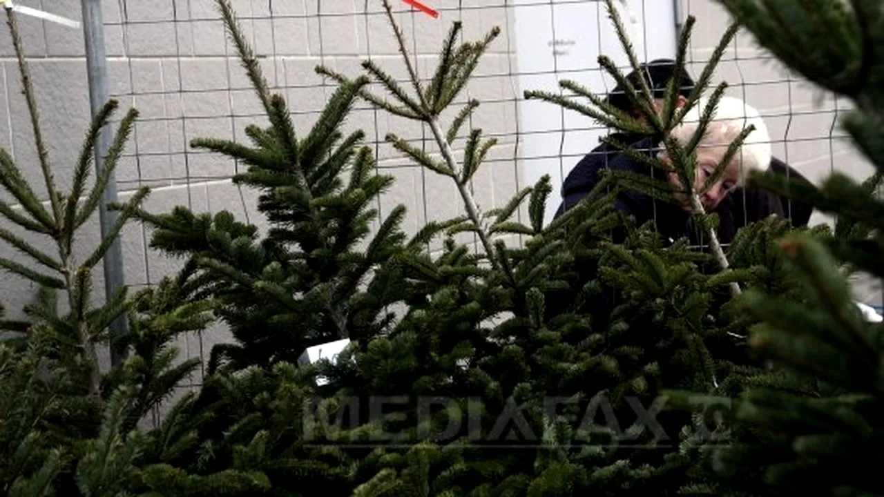 Peste 1.500 de brazi de Crăciun, confiscaţi de poliţişti într-o săptămână