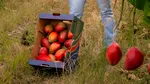 Țara care este principalul furnizor de fructe și legume al Spaniei: importurile au depășit 710 milioane de euro