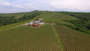 Cum a făcut un stomatolog român o afacere de succes din viticultură. Acum deţine 48 de hectare de viţă de vie şi o cramă de renume