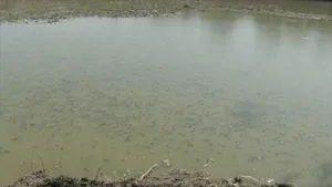 Mii de peşti, găsiţi morţi într-o baltă din apropierea oraşului Galaţi. Oamenii spun că orice intervenţie de salvare trebuie aprobată de autorităţi | FOTO