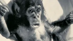 Proiectul Nim: Experimentul incredibil în care cercetătorii au vrut să crească un cimpanzeu precum un copil - FOTO, VIDEO