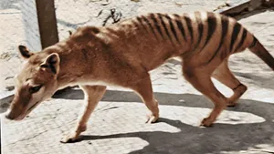 Oamenii de ştiinţă susţin că sunt aproape să „reînvie” tigrul tasmanian, specie dispărută