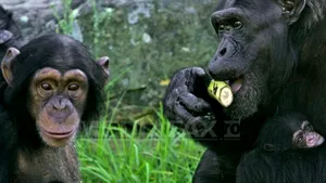 Acţionez, deci exist: cimpanzeii au conştiinţă de sine, la fel ca oamenii