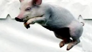 Gândul: Nicolae de la “Sănătate Animală” a îngrăşat firma fiului şi cu pestă, după aviară