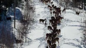 Suedia construieşte „renoducte”, căi speciale pentru reni, care să-i ferească de accidente