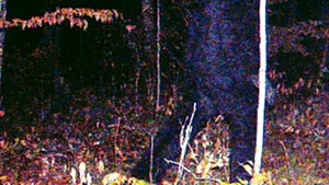 Bigfoot, fotografiat în Minnesota
