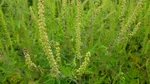 Alergia la ambrozie poate apărea chiar și la bebeluși mai mici de un an. Un medic pediatru spune care sunt semnele