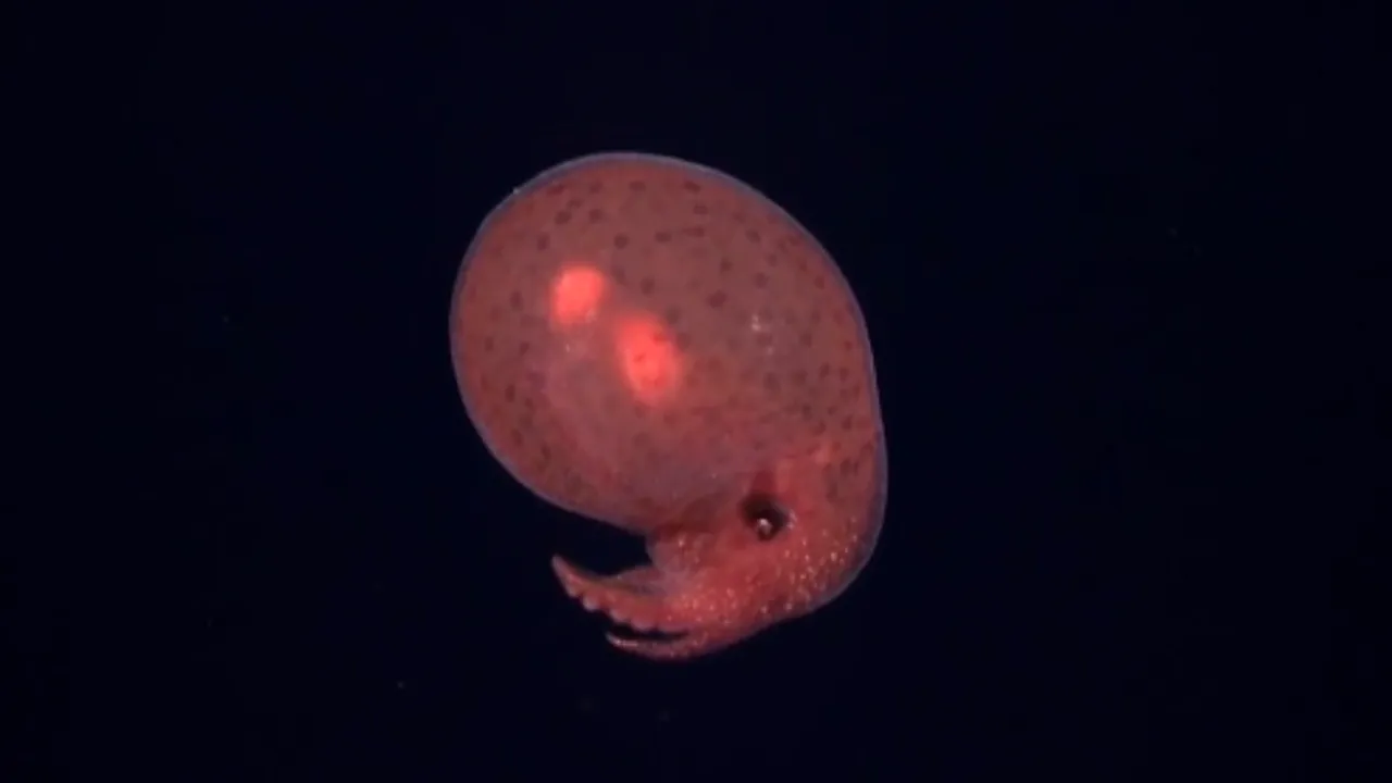 Există viaţă şi „animale ciudate” şi în cel mai „infernal” habitat oceanic