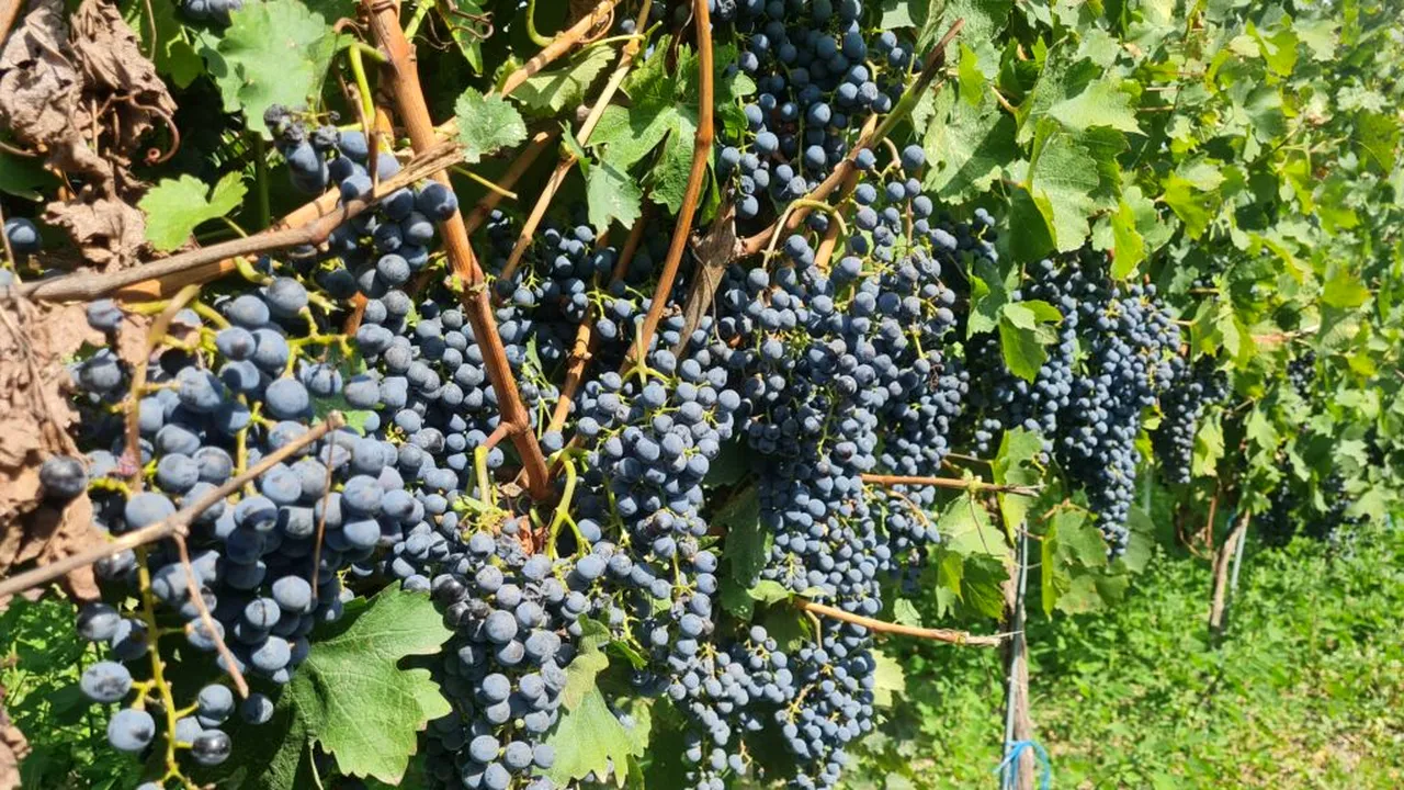 Viticultorii sporesc reziliența culturilor de viță-de-vie cu soluții inovatoare