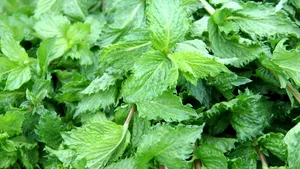 Cererea pentru această plantă este enormă, cu venituri de 7.000 de euro pe hectar