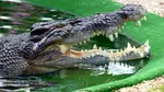 Olimpiadă printre crocodili. Organizatorii Brisbane 2032 au ales un râu controversat pentru canotaj și canoe