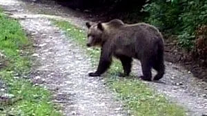 Un bărbat este în stare gravă la spital, după ce a fost sfâşiat de un urs