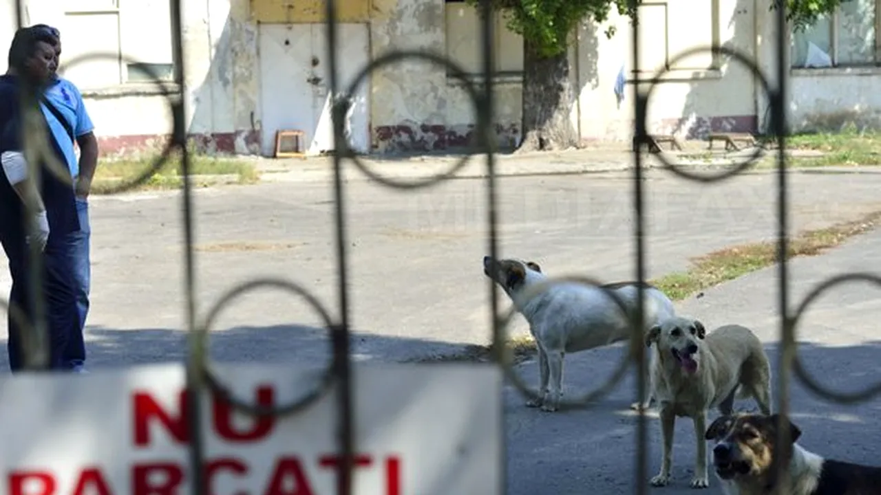 Cazul copilului omorât de câini în Capitală: Administratorul şi paznicul terenului pe care s-a produs tragedia, amendaţi