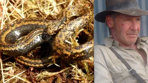 O nouă specie de şarpe a fost botezată după actorul Harrison Ford