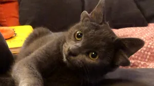 FOTO/VIDEO Imagini inedite cu o pisică care s-a născut cu patru urechi