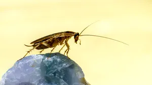 Insecte vândute pe piața neagră din Australia. Au fost confiscați 100.000 de gândaci de bucătărie