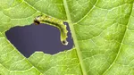 Împiedicați omizile să vă mănânce plantele cu un spray din ingrediente pe care le aveți deja