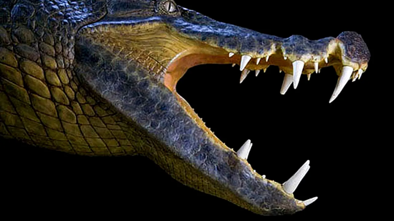 Fosilele unor specii necunoscute de crocodili, descoperite în Sahara - GALERIE FOTO