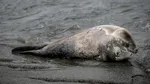 Numărul focilor din Antarctica scade drastic din cauza topirii gheții. Cercetătorii și-au exprimat îngrijorarea