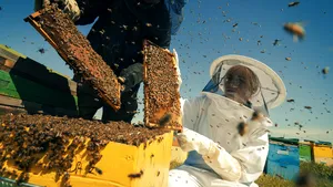 Tehnologia aplicată în apicultură. Dispozitivele ajută tot mai mult crescătorii de albine