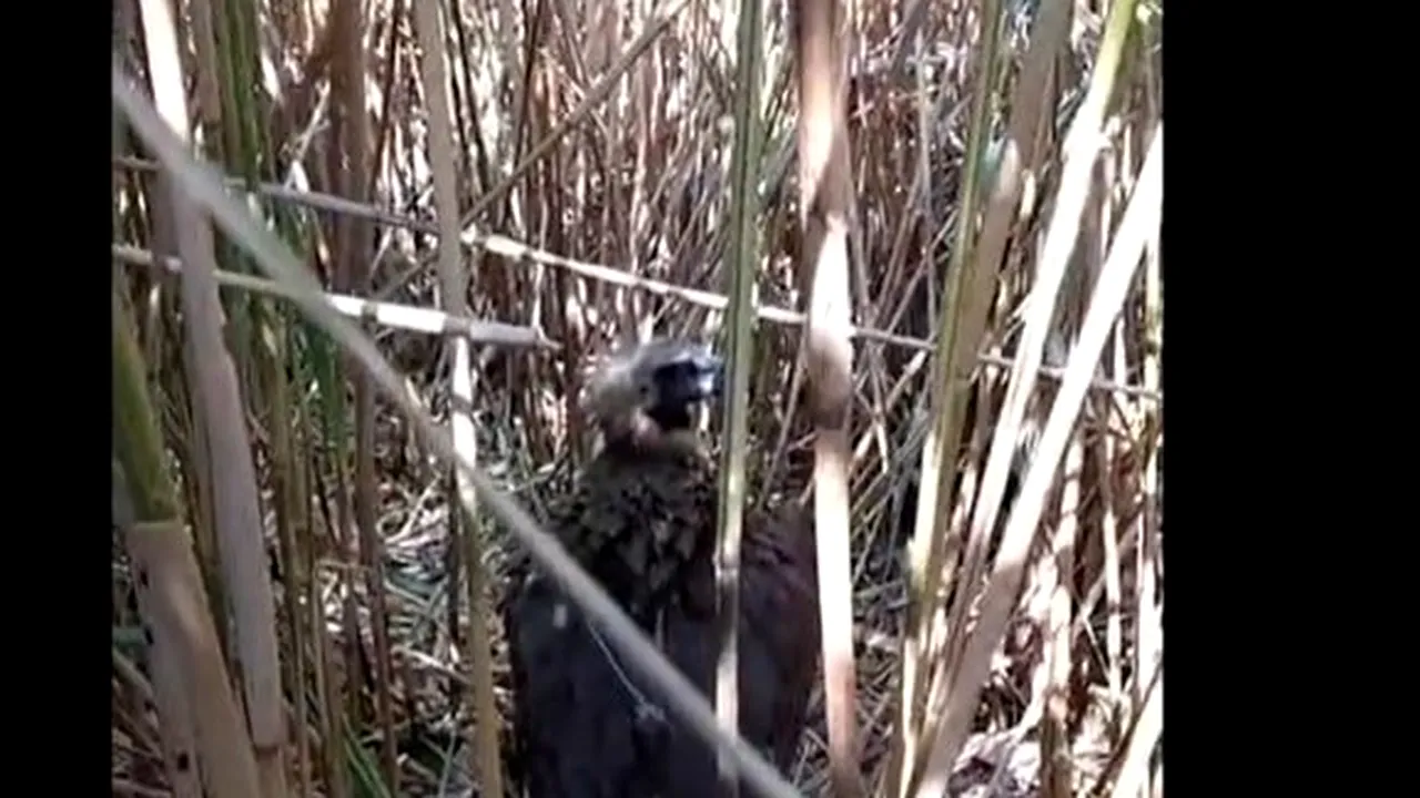 Un exemplar deosebit, de vultur negru a fost salvat în Delta Dunării, după o călătorie de 10 000 km