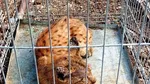 Intervenție specială a jandarmilor montani. Pui de râs, prins în curtea unui localnic din Gorj