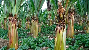 „Super-alimentul” care ar putea hrăni peste 100 de milioane de oameni 