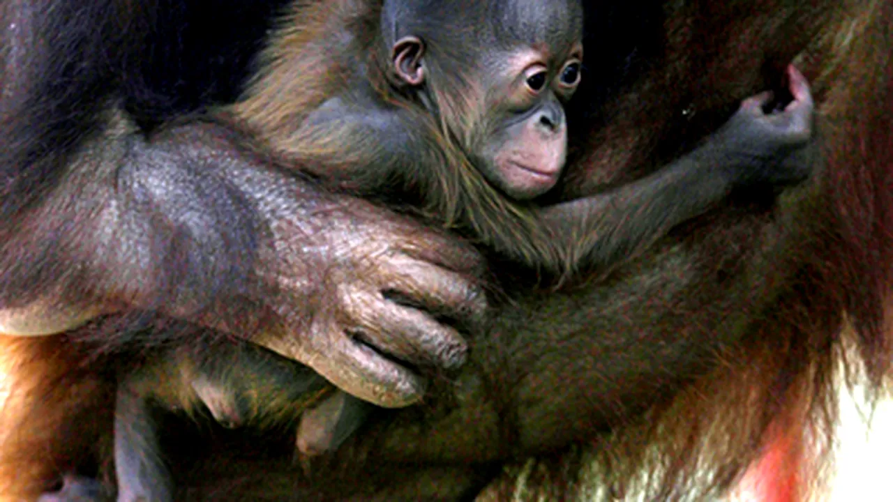 Aproape 50% din speciile de primate, în pericol de dispariţie