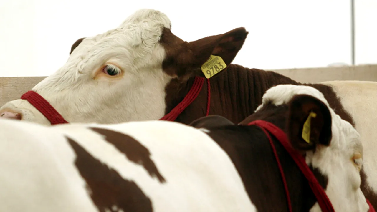 FOCUS: Fiicele celui mai renumit taur al lumii, vizitate de ministrul Agriculturii la Râşnov