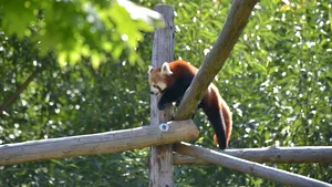 FOTO Singurii urşi panda roşii din România au devenit părinţi