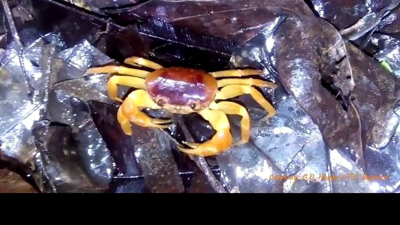 O nouă specie de crab a fost descoperită în India