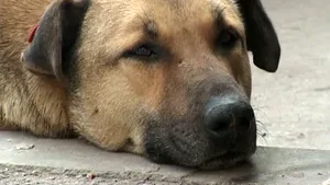 DEVOTAMENT MAXIM: Aleargă zeci de kilometri zilnic după cel mai bun prieten al său