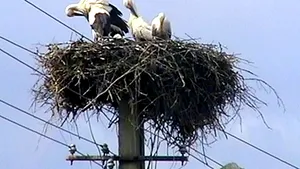 Electrica Braşov întrerupe curentul ca să monteze pe stâlpi suporţi pentru cuiburi de berze