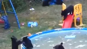 Petrecere la piscină. Cum se distrează şase pui de urs, într-un video viral adorabil
