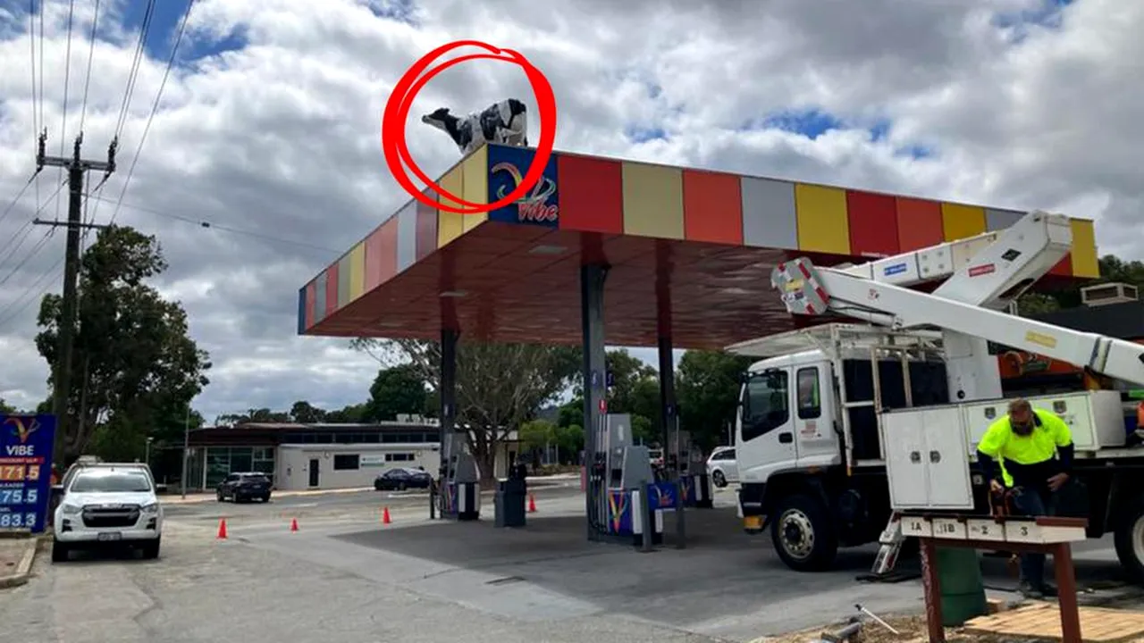 O vacă de plastic a fost descoperită pe acoperişul unei benzinării din Australia de Vest