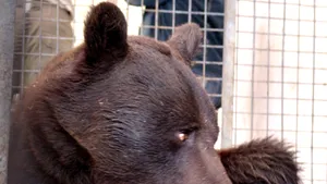 Ursul scăpat dintr-o cuşcă de la Grădina Zoologică din Braşov a fost prins