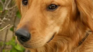 Aceste imagini sfâşietoare surprind gestul eroic făcut de un căţel pentru stăpâna sa - VIDEO