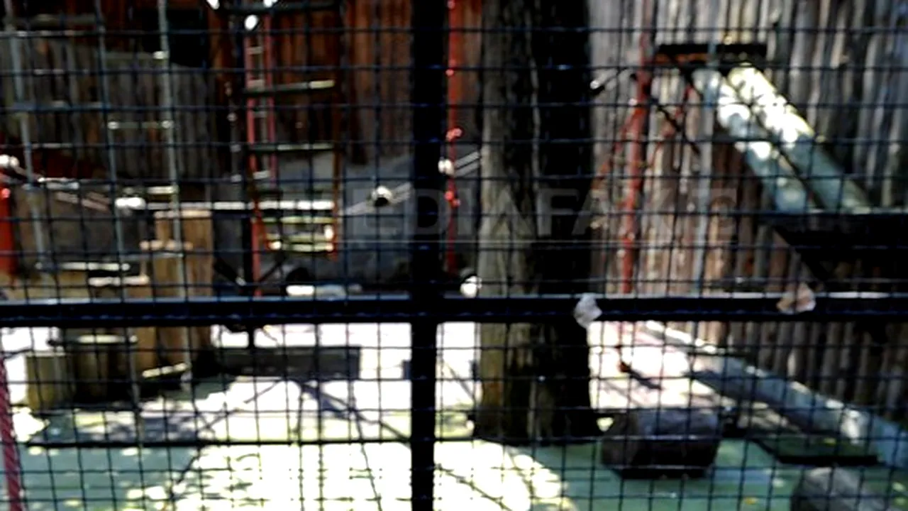 Un alt animal a murit la Grădina Zoologică Bucov. Un struţ a fost găsit fără suflare